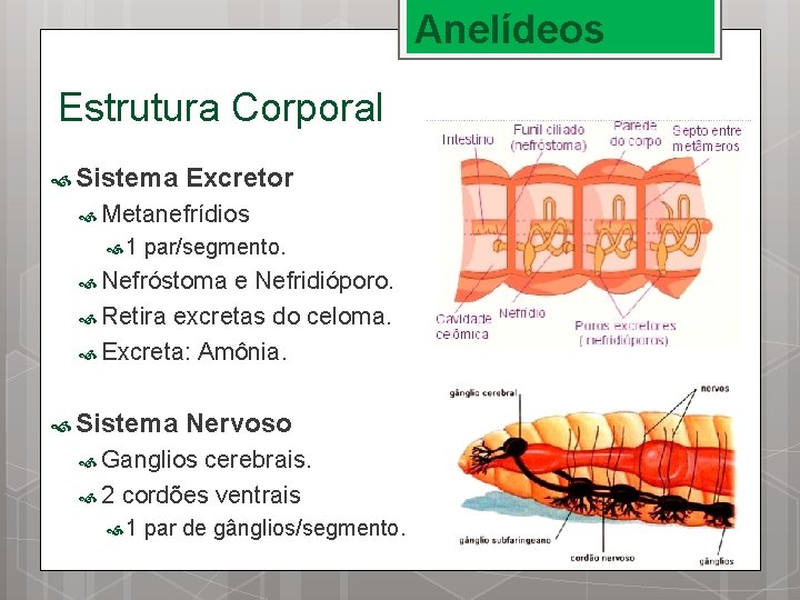 Anelídeos Estrutura Corporal Sistema Excretor Metanefrídios 1 par/segmento. Nefróstoma e Nefridióporo. Retira excretas do