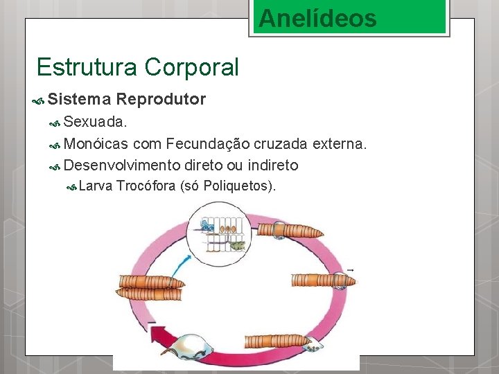 Anelídeos Estrutura Corporal Sistema Reprodutor Sexuada. Monóicas com Fecundação cruzada externa. Desenvolvimento direto ou