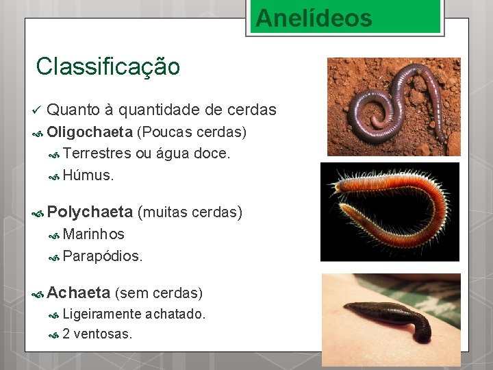 Anelídeos Classificação ü Quanto à quantidade de cerdas Oligochaeta (Poucas cerdas) Terrestres ou água