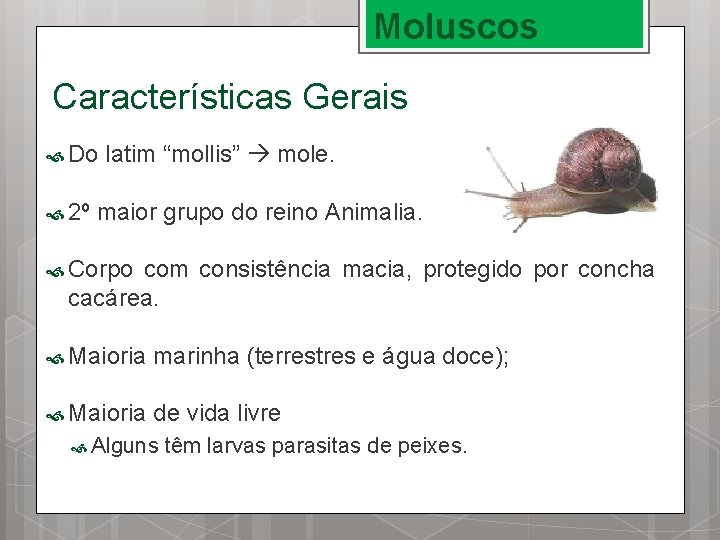 Moluscos Características Gerais Do 2º latim “mollis” mole. maior grupo do reino Animalia. Corpo