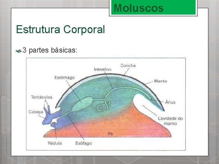 Moluscos Estrutura Corporal 3 partes básicas: 