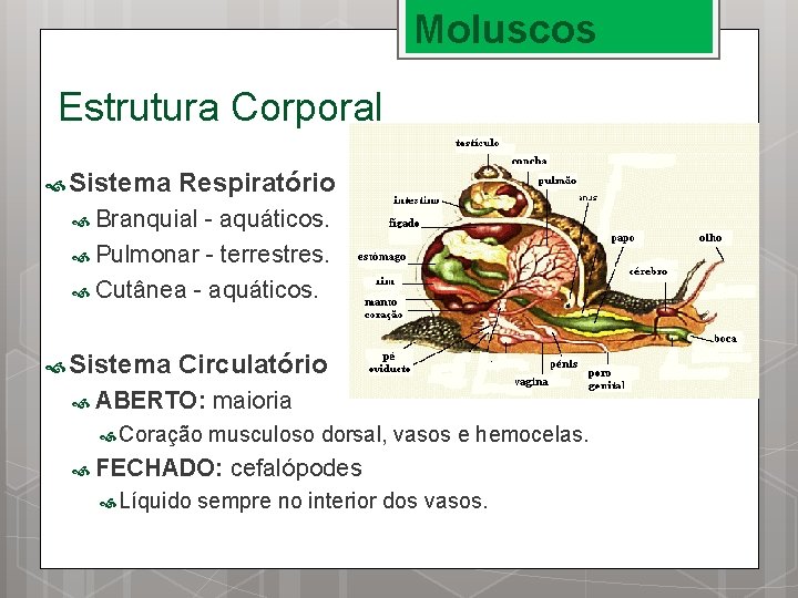 Moluscos Estrutura Corporal Sistema Respiratório Branquial - aquáticos. Pulmonar - terrestres. Cutânea - aquáticos.