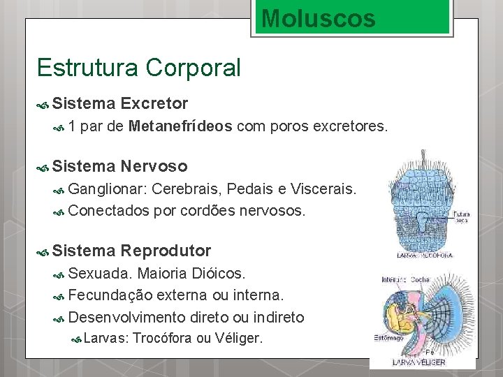 Moluscos Estrutura Corporal Sistema 1 Excretor par de Metanefrídeos com poros excretores. Sistema Nervoso