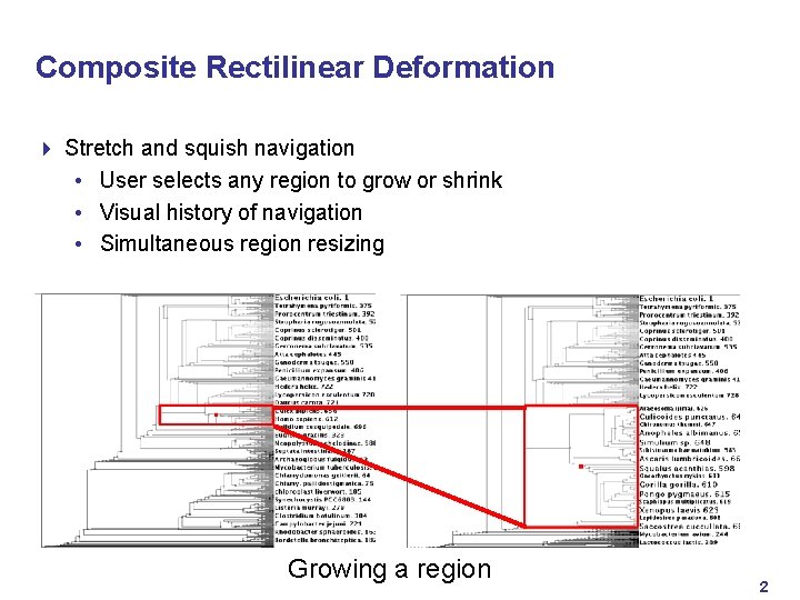 Composite Rectilinear Deformation 4 Stretch and squish navigation • User selects any region to