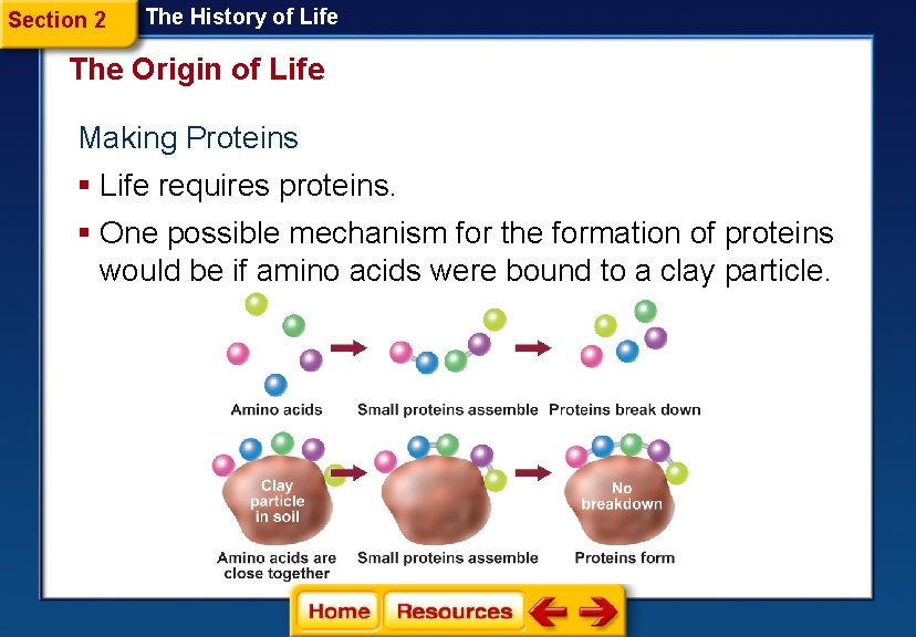 Section 2 The History of Life The Origin of Life Making Proteins § Life