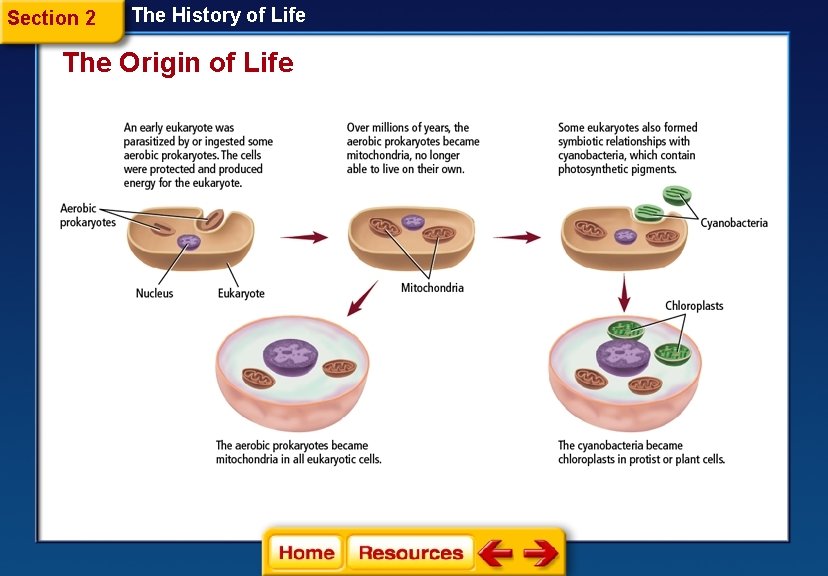 Section 2 The History of Life The Origin of Life 