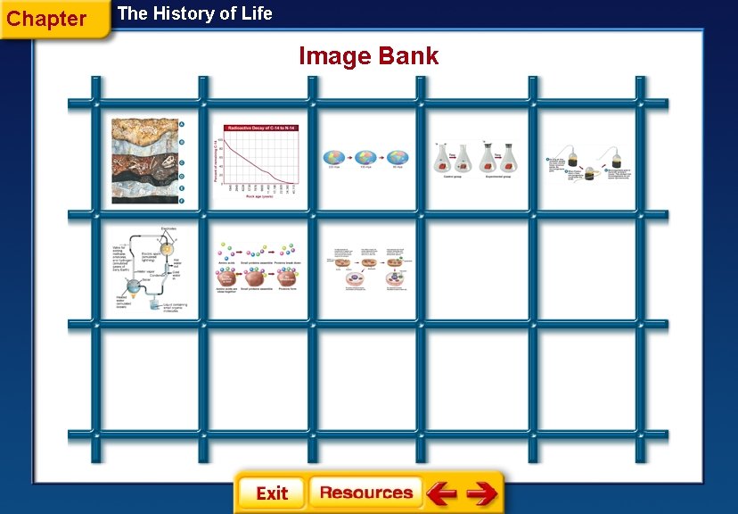 Chapter The History of Life Image Bank 