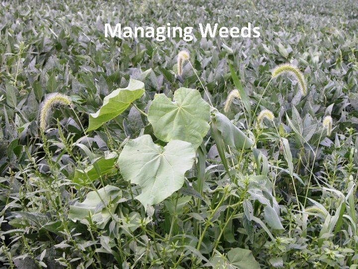 Managing Weeds 