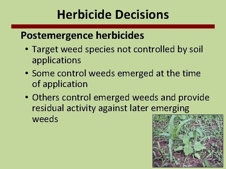 Herbicide Decisions Postemergence herbicides • Target weed species not controlled by soil applications •