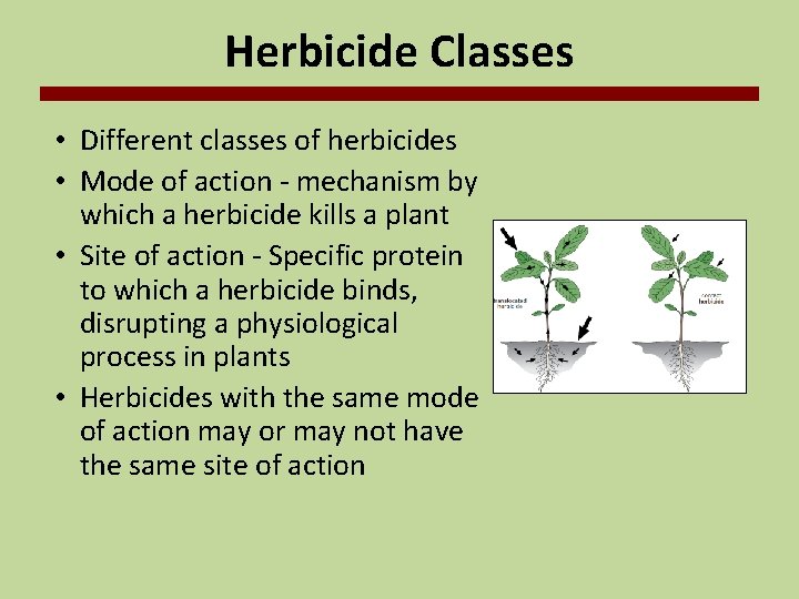 Herbicide Classes • Different classes of herbicides • Mode of action - mechanism by