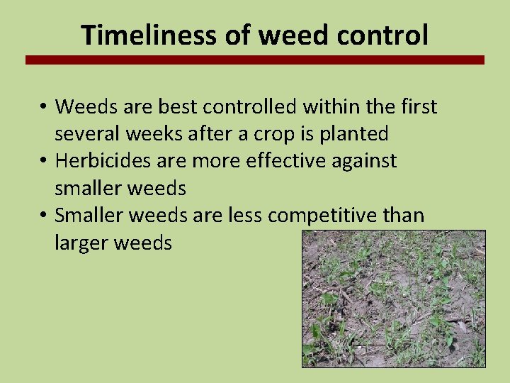 Timeliness of weed control • Weeds are best controlled within the first several weeks