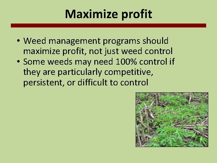 Maximize profit • Weed management programs should maximize profit, not just weed control •