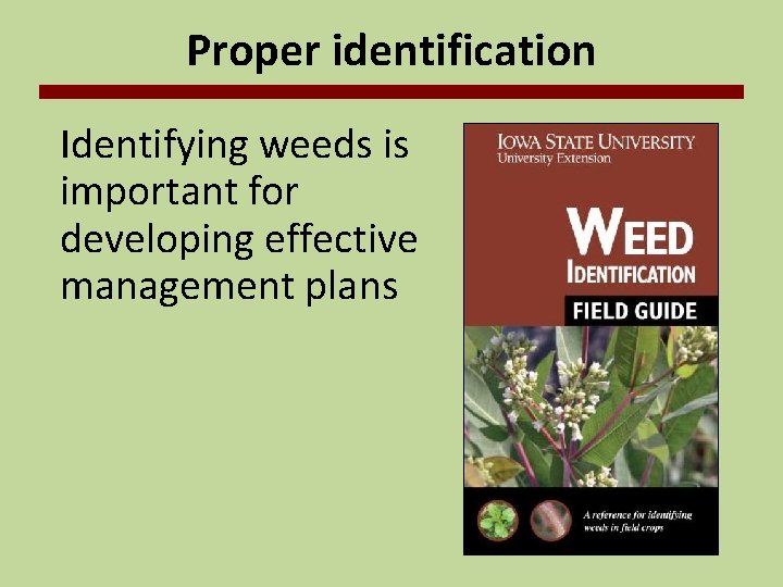 Proper identification Identifying weeds is important for developing effective management plans 