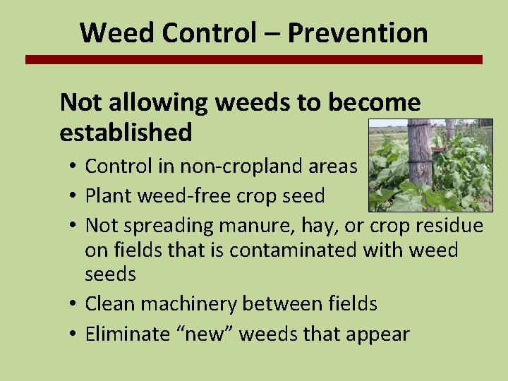 Weed Control – Prevention Not allowing weeds to become established • Control in non-cropland