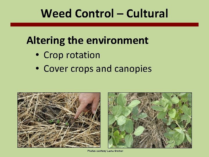 Weed Control – Cultural Altering the environment • Crop rotation • Cover crops and