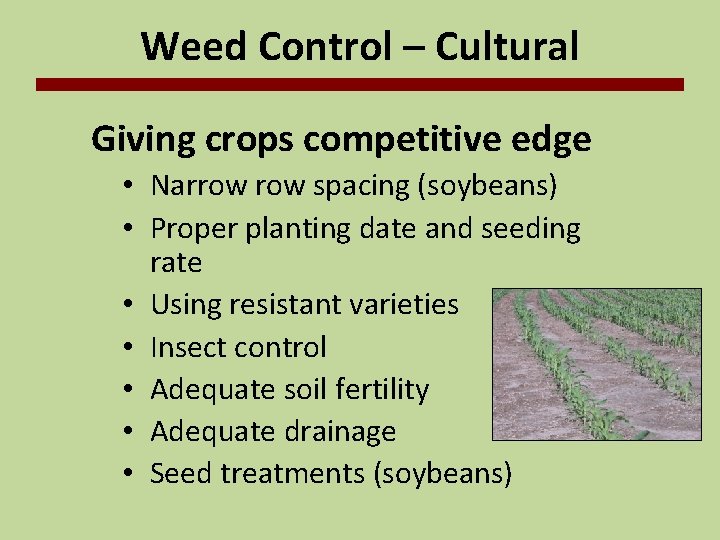 Weed Control – Cultural Giving crops competitive edge • Narrow spacing (soybeans) • Proper