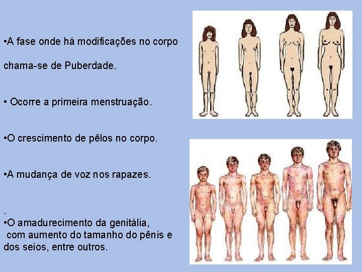  • A fase onde há modificações no corpo chama-se de Puberdade. • Ocorre