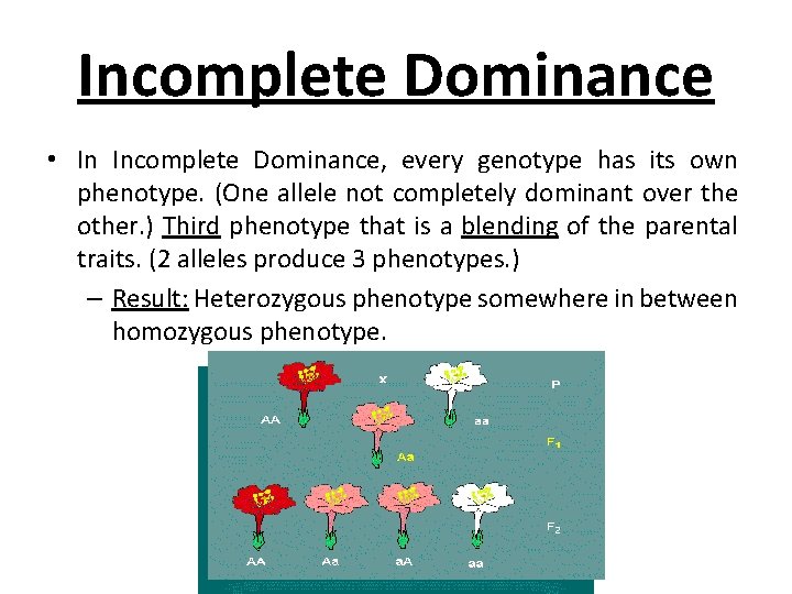 Incomplete Dominance • In Incomplete Dominance, every genotype has its own phenotype. (One allele