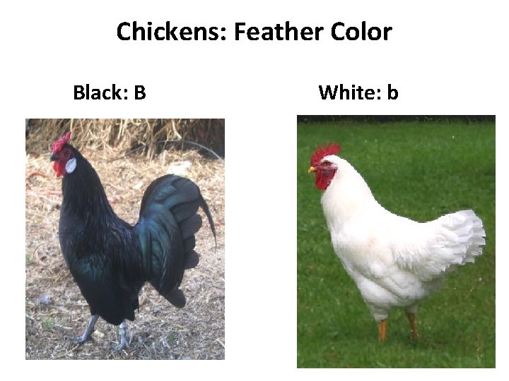 Chickens: Feather Color Black: B White: b 