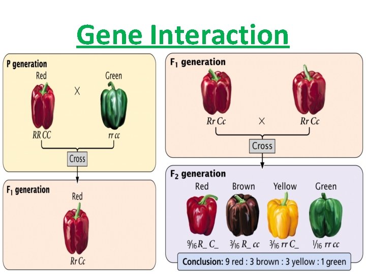 Gene Interaction 