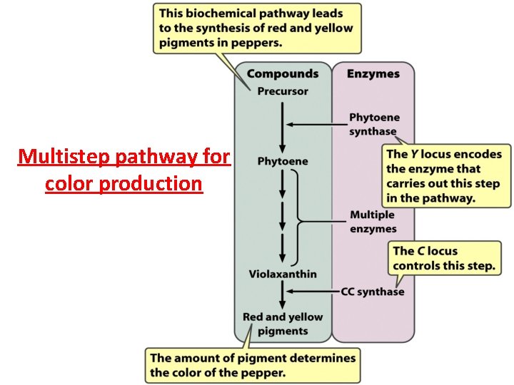 Multistep pathway for color production 