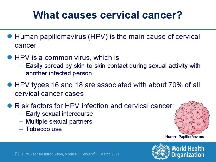 What causes cervical cancer? l Human papillomavirus (HPV) is the main cause of cervical