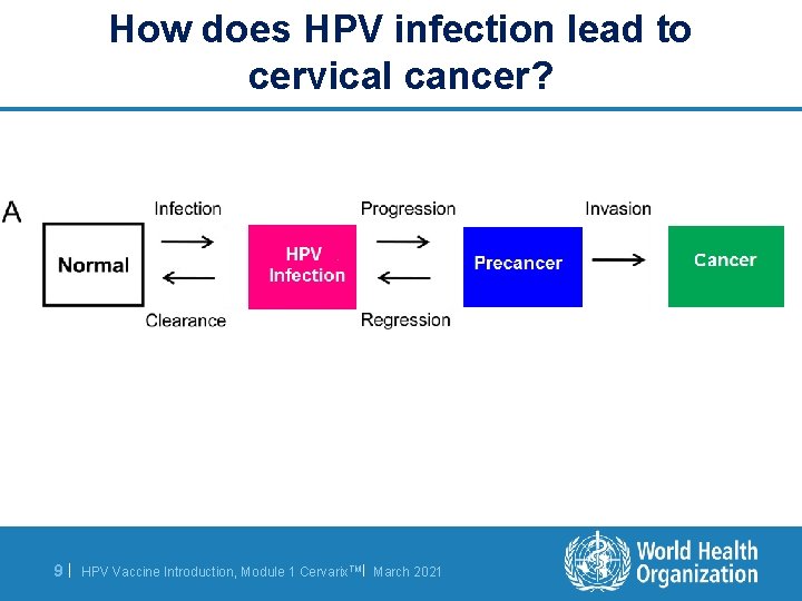 How does HPV infection lead to cervical cancer? 9| HPV Vaccine Introduction, Module 1