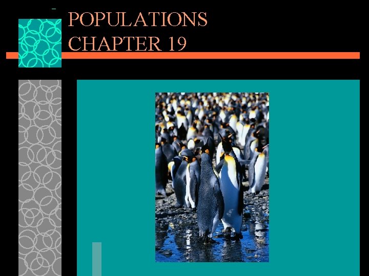 POPULATIONS CHAPTER 19 