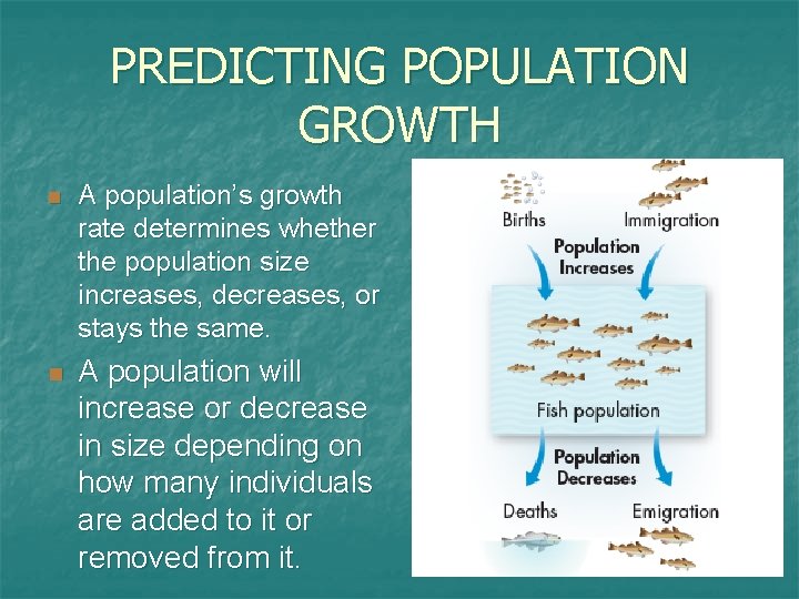 PREDICTING POPULATION GROWTH n n A population’s growth rate determines whether the population size