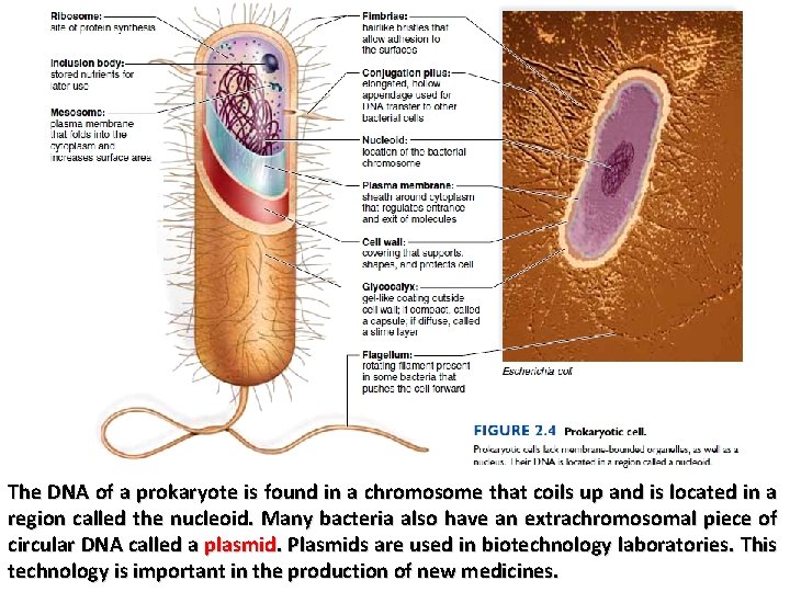 The DNA of a prokaryote is found in a chromosome that coils up and