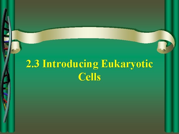2. 3 Introducing Eukaryotic Cells 