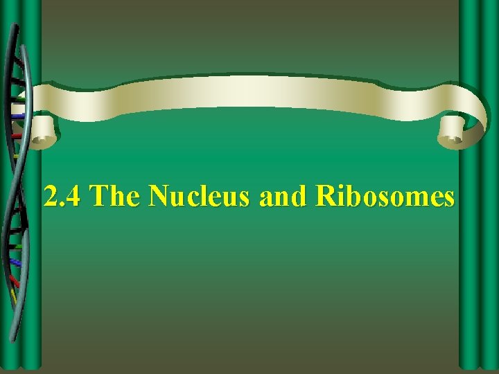 2. 4 The Nucleus and Ribosomes 