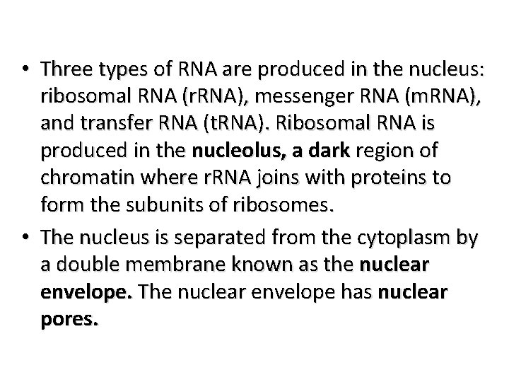  • Three types of RNA are produced in the nucleus: ribosomal RNA (r.