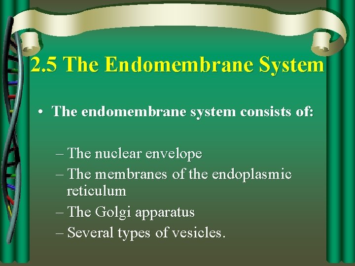 2. 5 The Endomembrane System • The endomembrane system consists of: – The nuclear