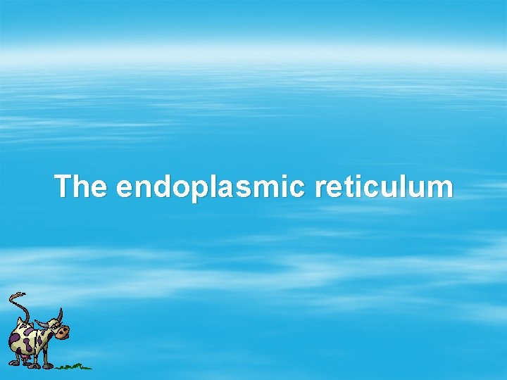 The endoplasmic reticulum 