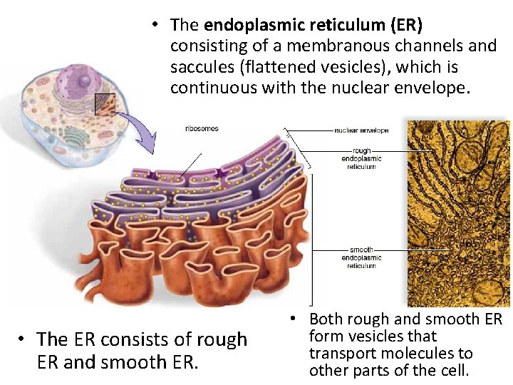  • The endoplasmic reticulum (ER) consisting of a membranous channels and saccules (flattened
