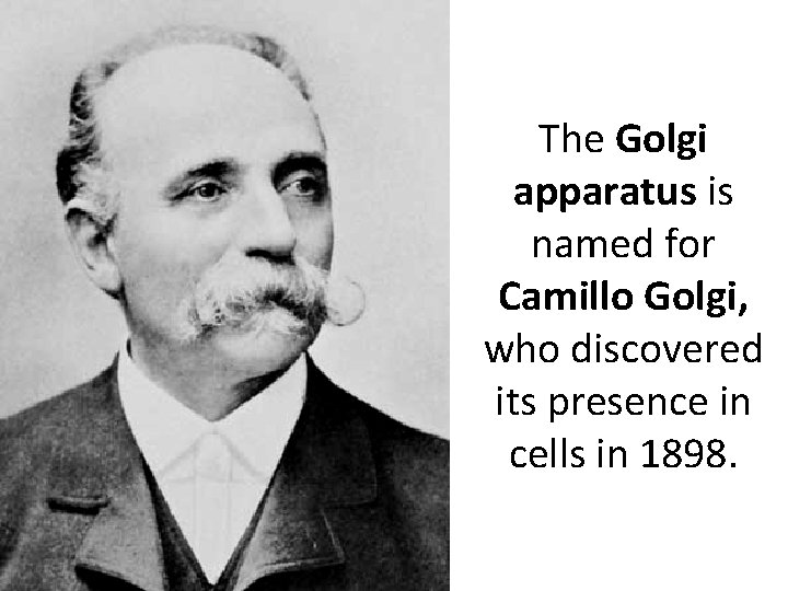 The Golgi apparatus is named for Camillo Golgi, who discovered its presence in cells