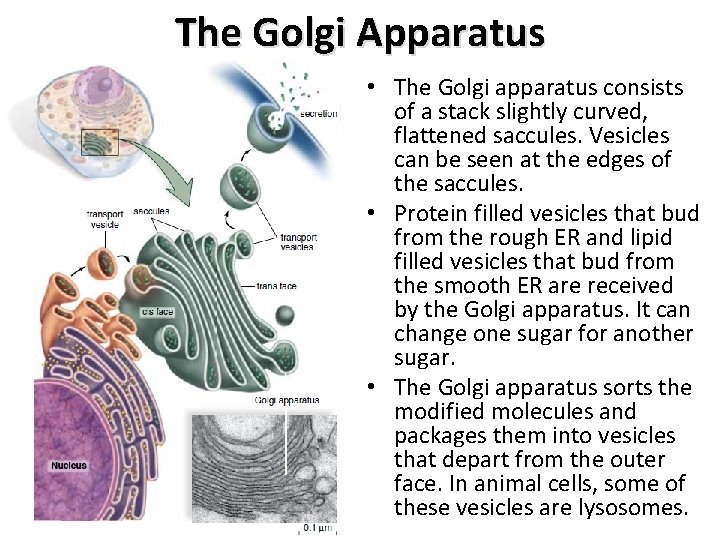 The Golgi Apparatus • The Golgi apparatus consists of a stack slightly curved, flattened