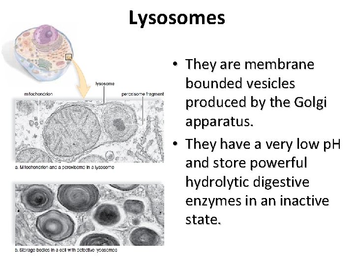 Lysosomes • They are membrane bounded vesicles produced by the Golgi apparatus. • They