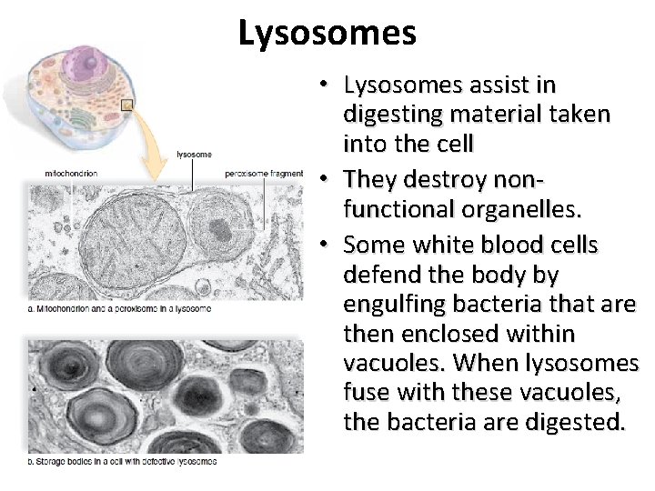 Lysosomes • Lysosomes assist in digesting material taken into the cell • They destroy