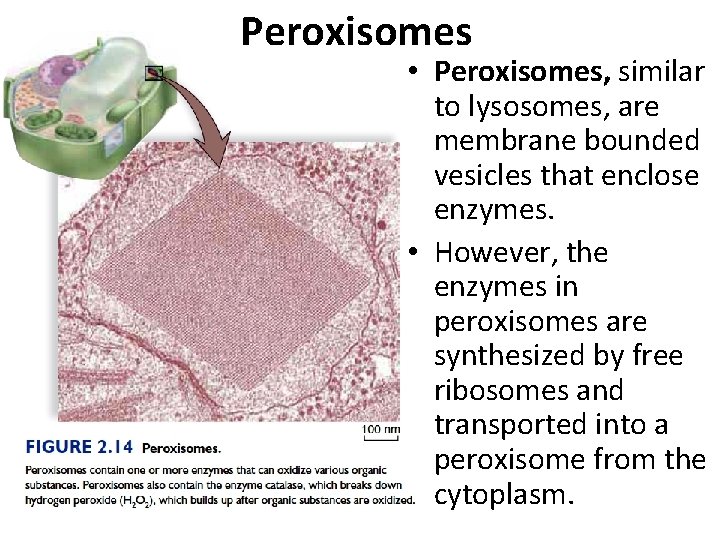 Peroxisomes • Peroxisomes, similar to lysosomes, are membrane bounded vesicles that enclose enzymes. •