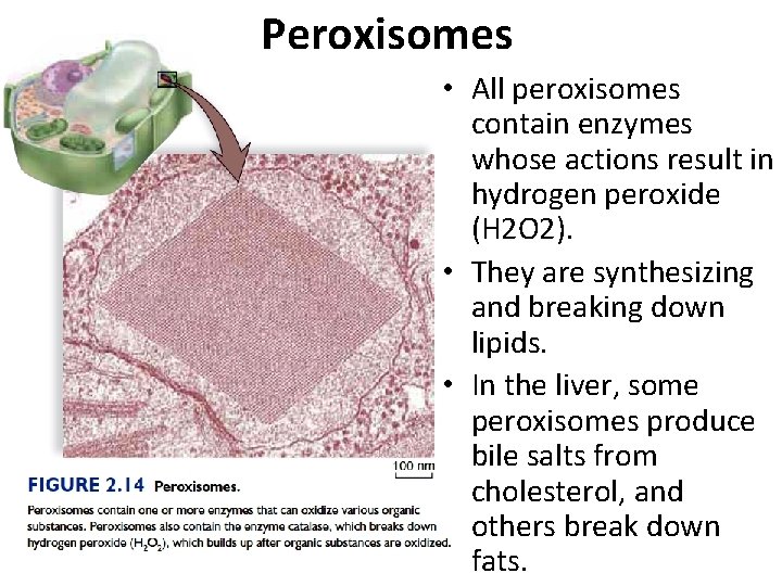 Peroxisomes • All peroxisomes contain enzymes whose actions result in hydrogen peroxide (H 2