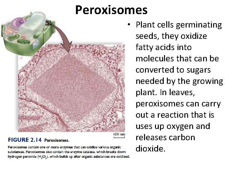 Peroxisomes • Plant cells germinating seeds, they oxidize fatty acids into molecules that can