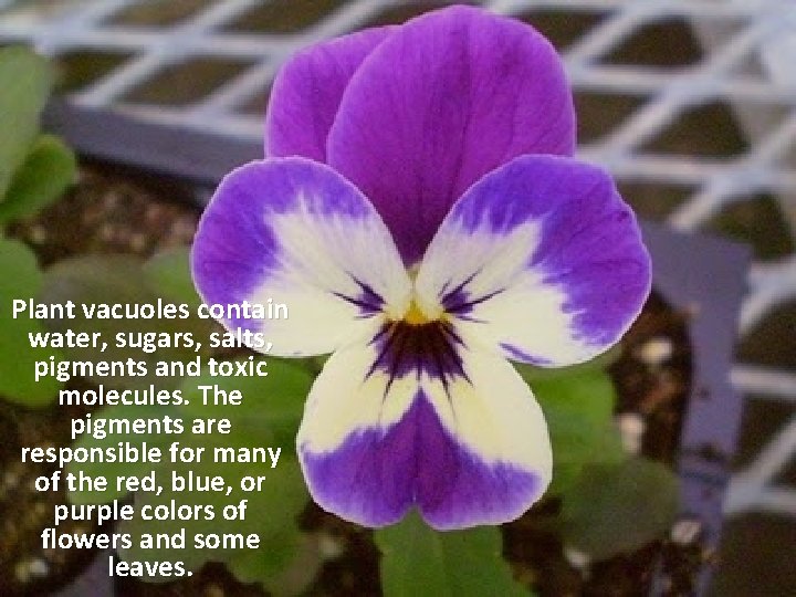 Plant vacuoles contain water, sugars, salts, pigments and toxic molecules. The pigments are responsible