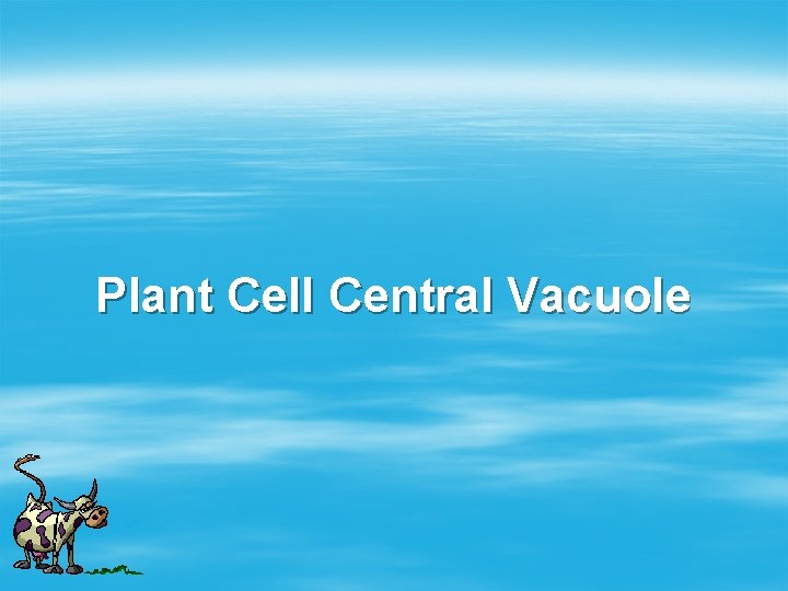 Plant Cell Central Vacuole 