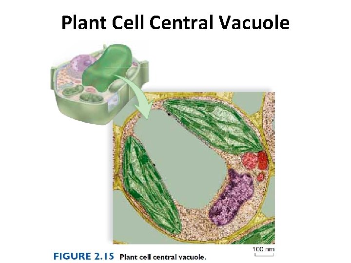 Plant Cell Central Vacuole 