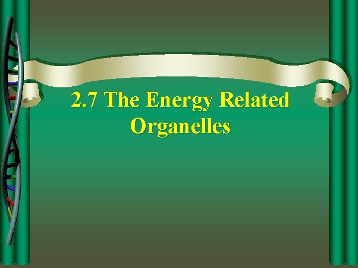 2. 7 The Energy Related Organelles 