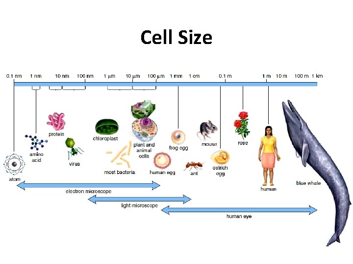 Cell Size 