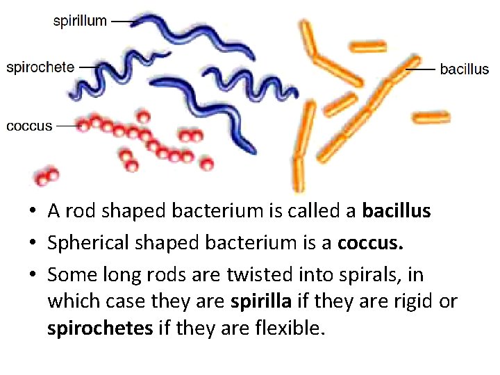  • A rod shaped bacterium is called a bacillus • Spherical shaped bacterium