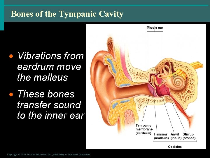 Bones of the Tympanic Cavity · Vibrations from eardrum move the malleus · These